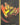 DON!! Card (Ace) (Gold)