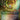 Go-Shintai of Life's Origin (Rainbow Foil)