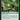 Canopy Gargantuan