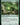 Canopy Gargantuan