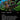 Lotuslight Dancers (Borderless)
