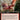 Parapet Thrasher (Extended Art)