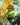 Gysahl Greens Art Card (Gold-Stamped Signature)