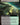 Vernal Fen (Extended Art)