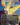 Cosmogrand Zenith (Borderless)