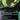 Hissing Quagmire (0019) (Borderless)