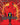 Path to Exile (Borderless)