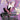 Spider-Gwen, Web-Warrior - Najeela, the Blade-Blossom (Borderless)