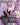 Spider-Gwen, Web-Warrior - Najeela, the Blade-Blossom (Borderless)