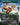 Paradise Chocobo - Birds of Paradise (Borderless)