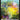 Plains (Chocobo Track Foil)