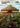 The Banyan Tree - The Great Henge (Borderless)