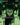 Clone Legion (Borderless)