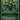 Virulent Emissary