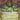 Bristlebane Battler (Showcase)