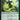 Thornfist Striker