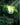 Calm Rune (R02a)