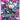 Roxie's Performance - 121/086
