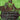 Doctor Doom (Borderless) (365)