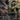 Bruce Banner (Borderless) (0331) (Back)