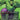 Bruce Banner (Borderless) (0359) (Back)