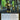 Scientist Supreme of A.I.M. (Extended Art)
