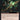Loki's Scepter (Extended Art)
