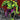 Rancor (Borderless)
