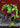 Rancor (Borderless)