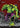 Rancor (Borderless)