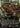 Orcish Bowmasters (Borderless)