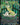 Kwia Vigorbloom (Showcase) (0410)