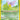 Light Venomoth