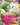 Gardevoir EX