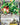 Rayquaza EX (75)