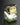 Ultimate Guard Squaroes: Lorwyn Eclipsed - Maralen 